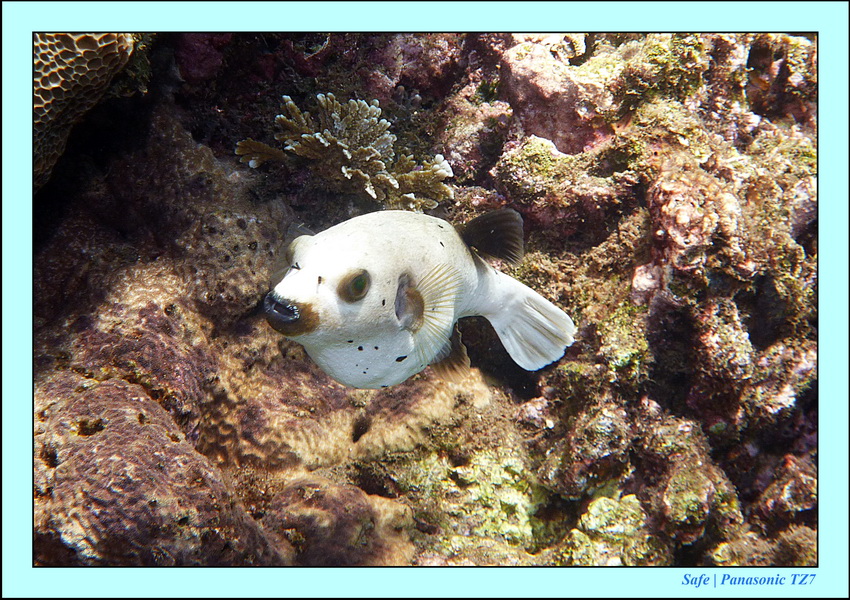 2012 - 07 - Dauin Sanctuary 13